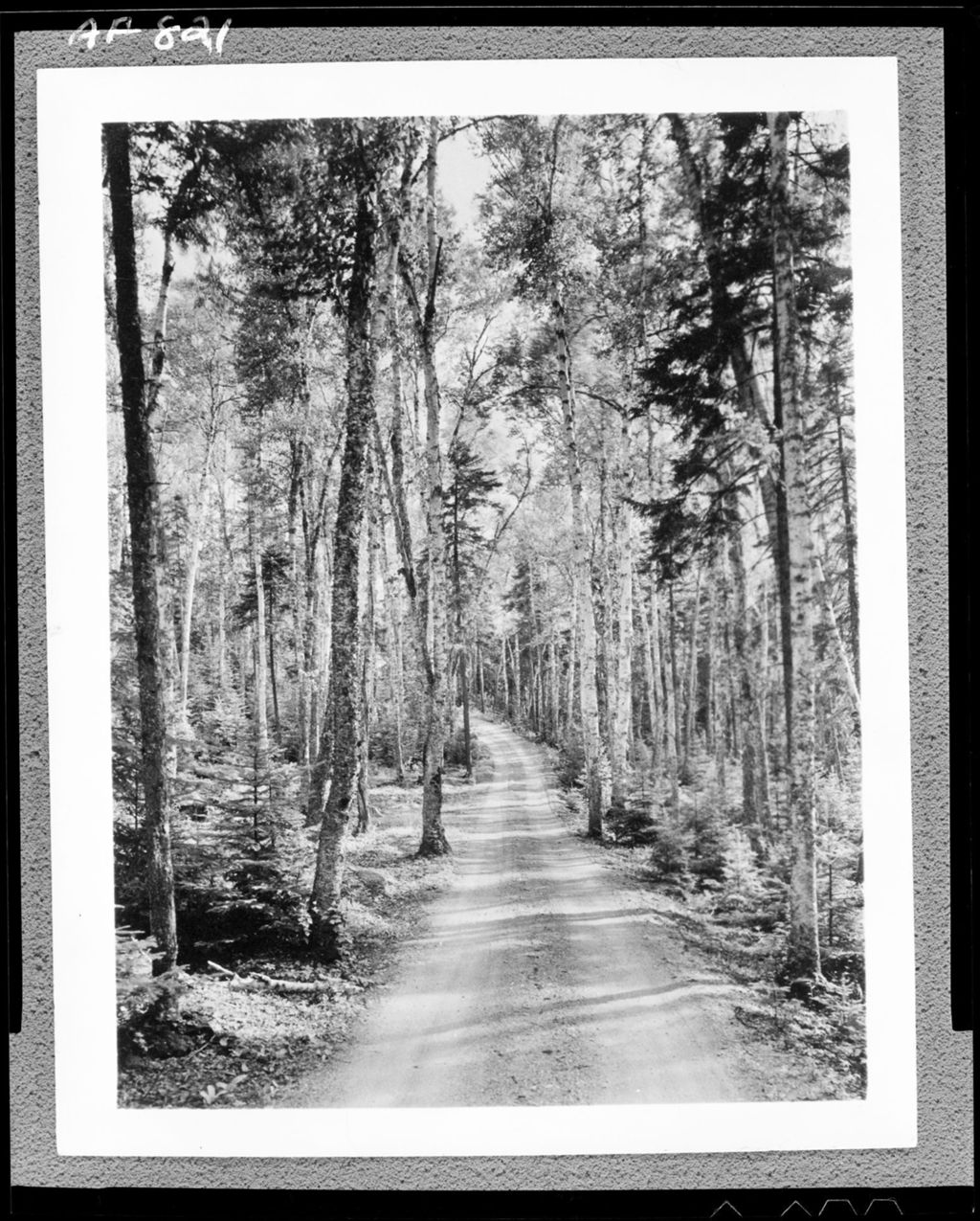 Miniature of Gravel Road Through A Stand Of Birches On Pleasant Island In Rangeley