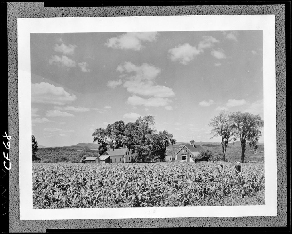 Miniature of Workers In Corn Field; Farm Buildings In Background