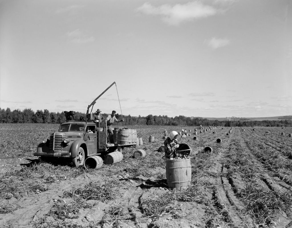 Miniature of Workers Loading Barrels Full Of Potatoes Onto A Truck In Mapleton