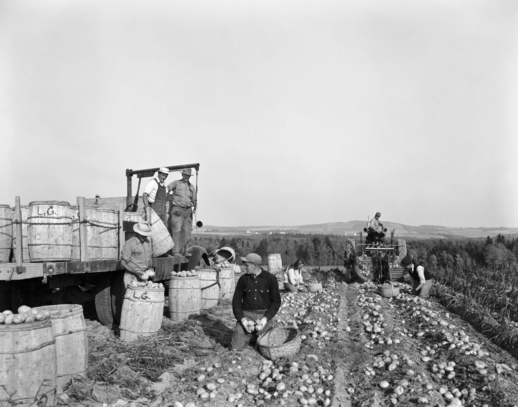 Miniature of Worker Using A Harvester To Dig Potatoes, Others Harvesting Into Bushel Baskets While Others Load Full Barrels Onto A Truck In Caribou