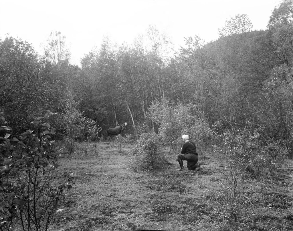 Miniature of Photographer Taking A Picture Of A Live Moose In A Field In Stoneham