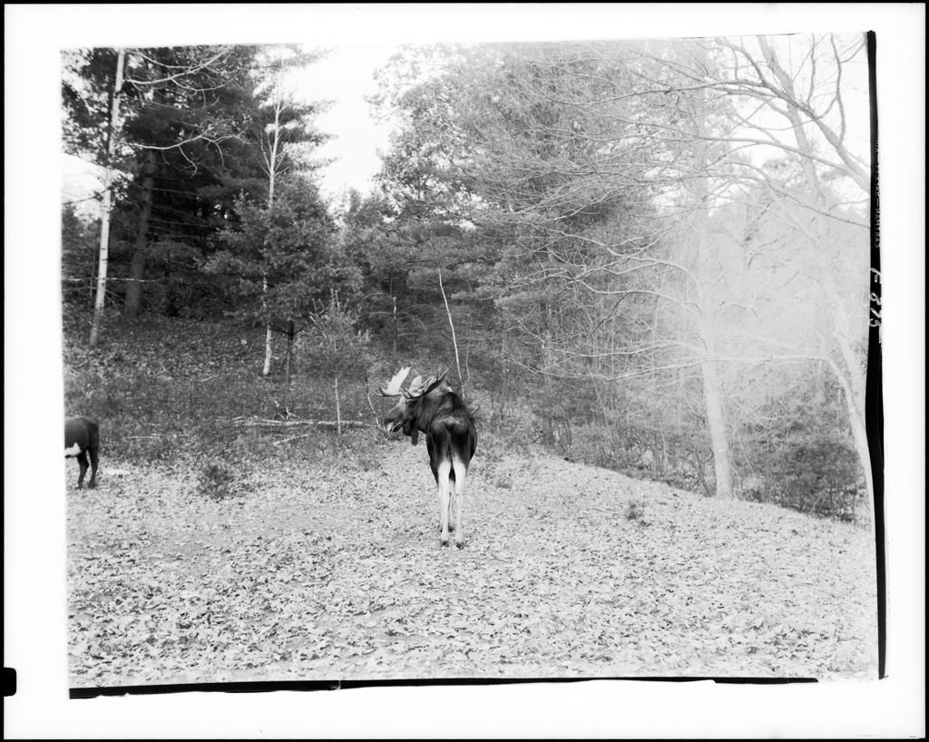 Miniature of Live Moose Standing In Field In Stoneham